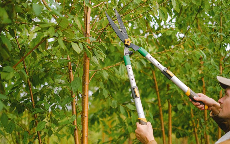 Tree trimming in Sedalia, NC